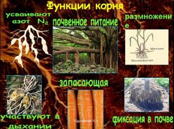 Презентация - Виды корней и типы корневых систем