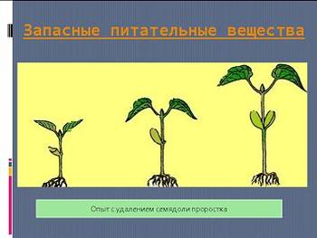 Презентация - Рост и развитие растений